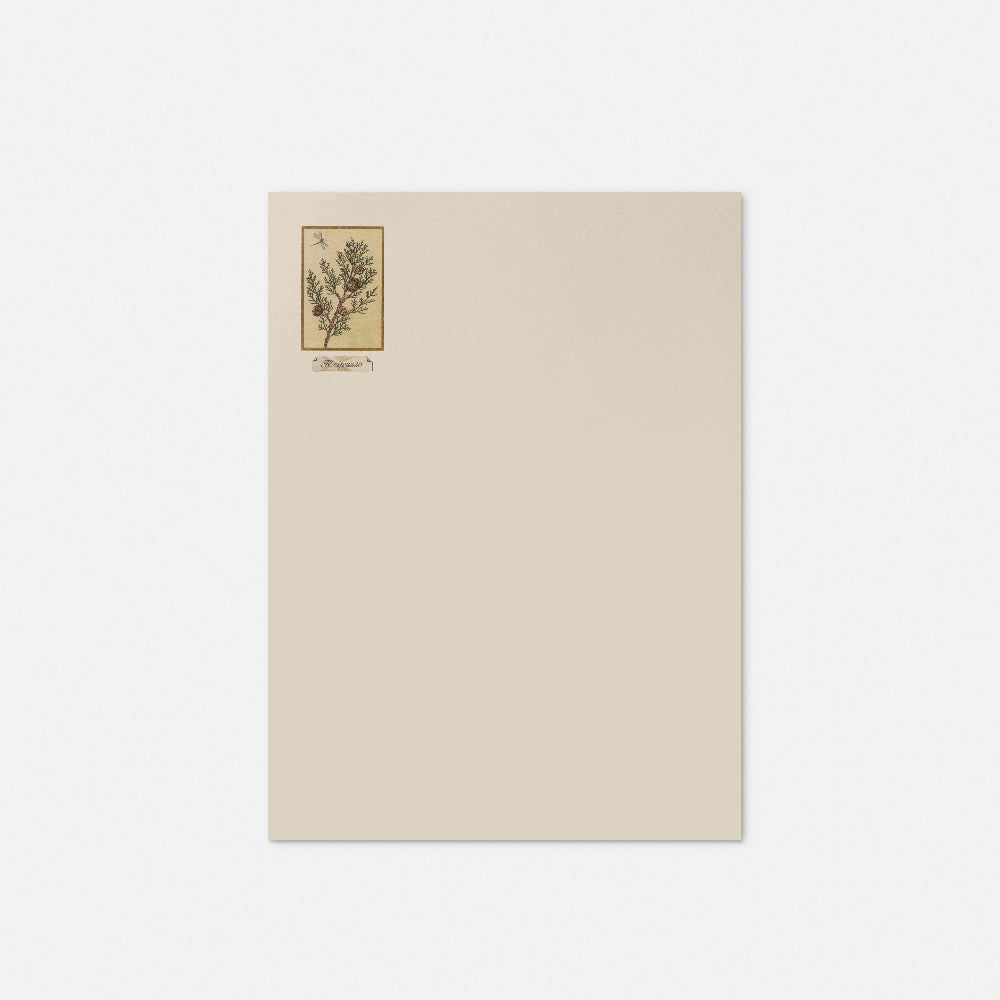 Stationery paper - Cypress